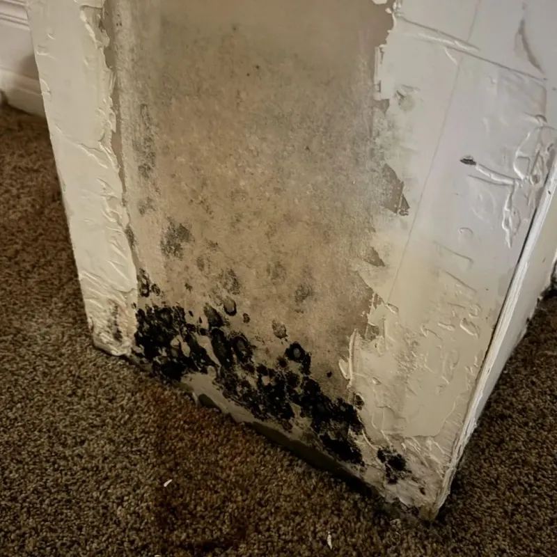 Professional Mold Removal in Montebello, CA